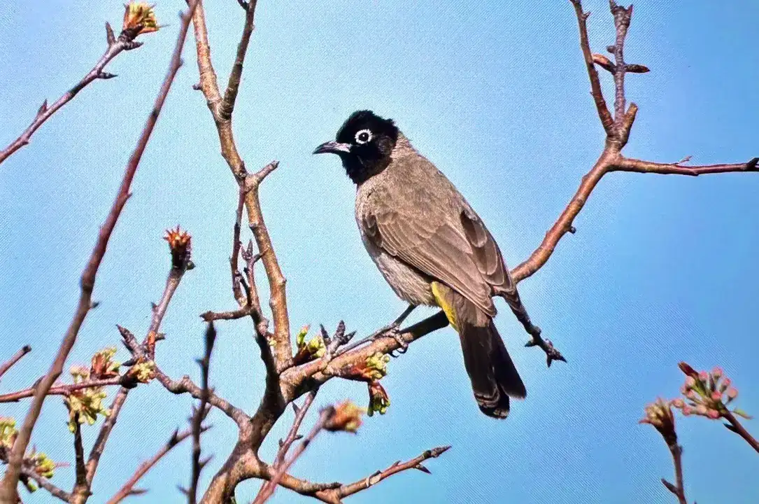 Afrika'dan Antalya'ya: 3 Günde 103 Kuş Türü Kaydedildi 7